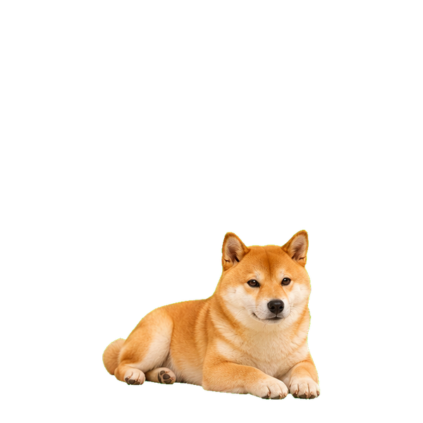 柴犬趴著休息